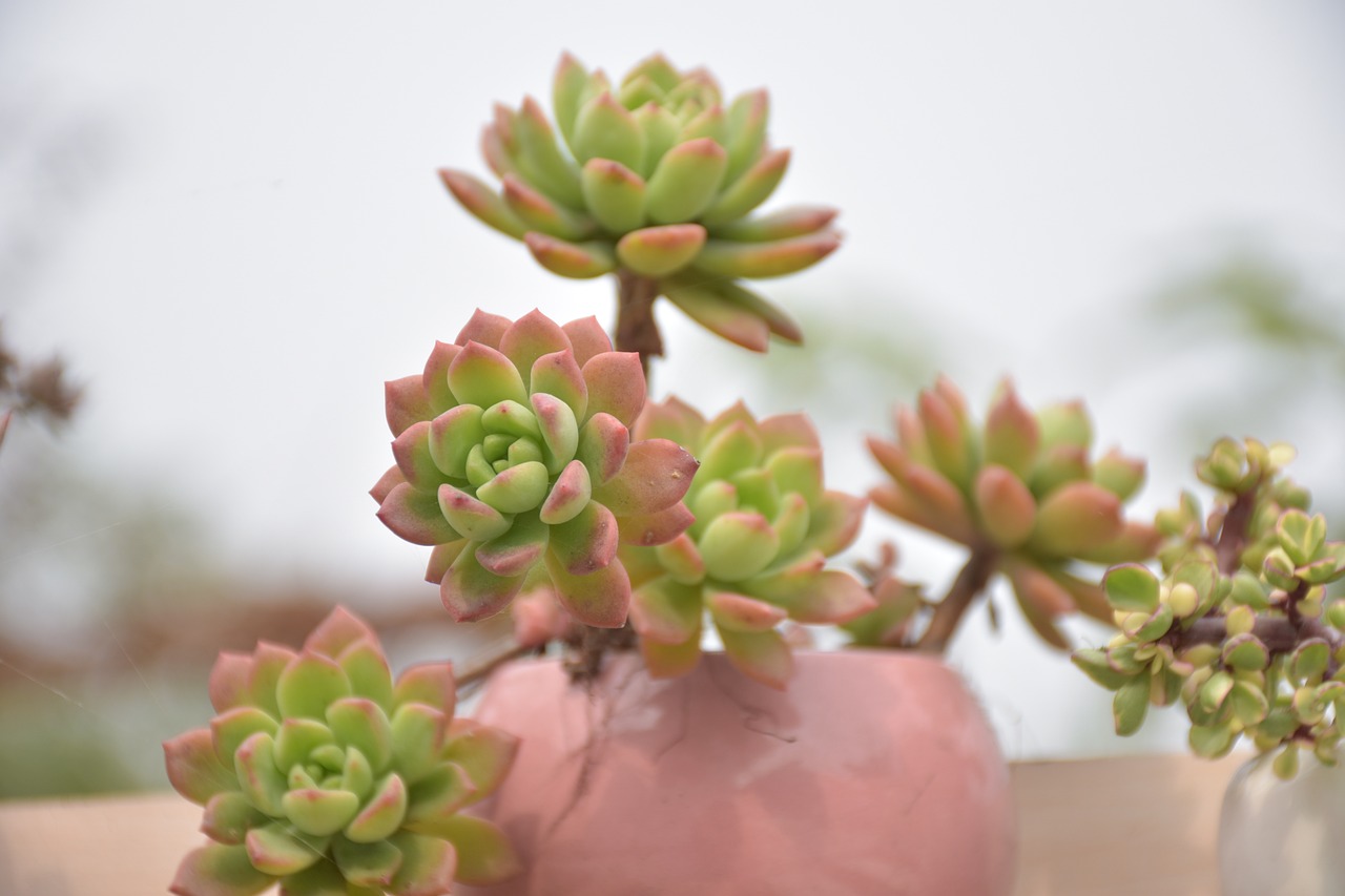 植物学教材大全，从基础到进阶的全面解析与指南